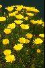 <em>Rosenia humilis</em>